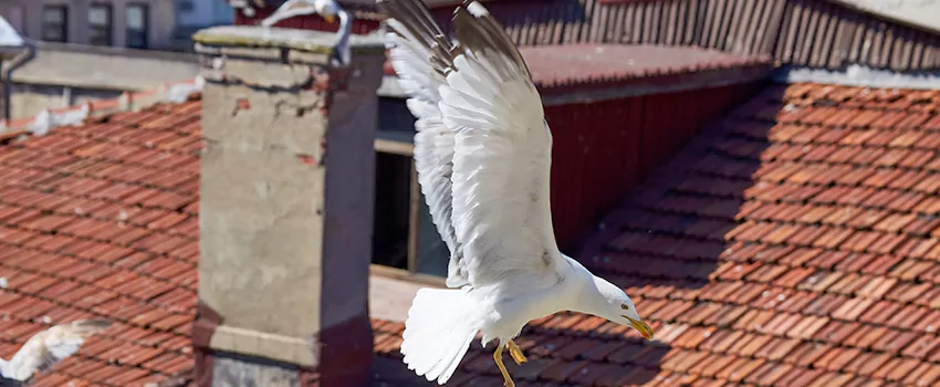 Residential Chimney Animal Removal Solution in Casa de Oro-Mount Helix, CA